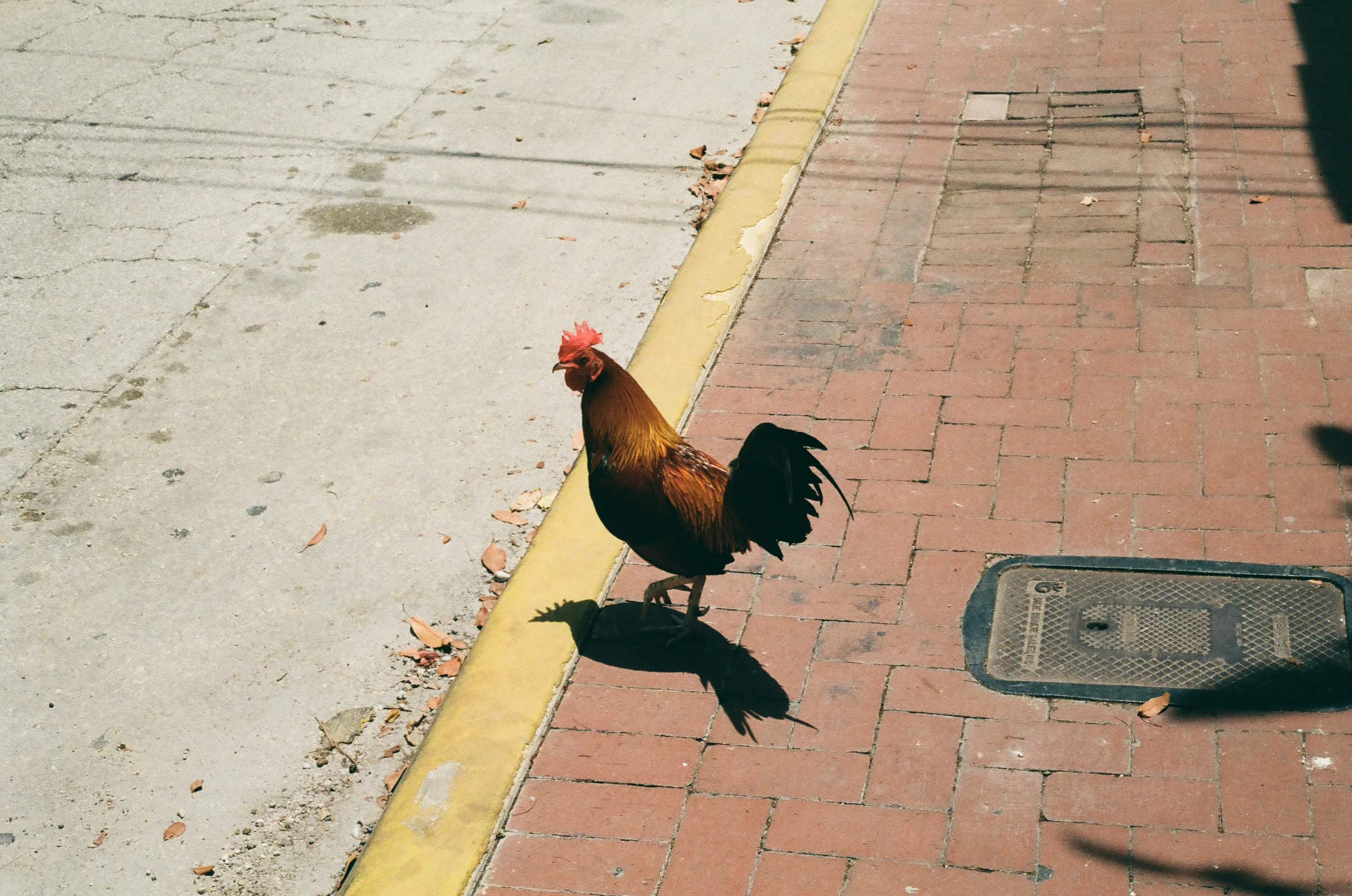 Film photograph 11 from Roll 4